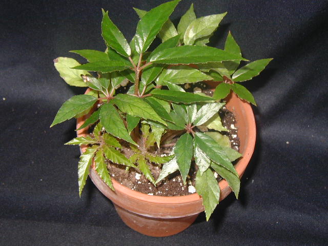 B. ‘Carol Mac’
